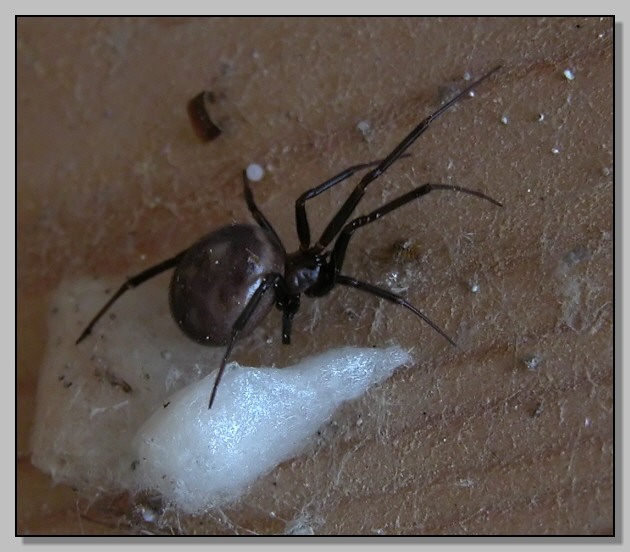 La cugina della vedova... Steatoda grossa?